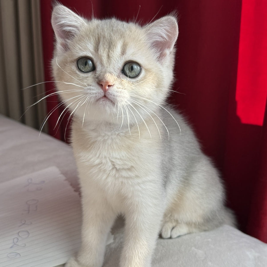 Elbert Scottish Straight male, blue golden shaded