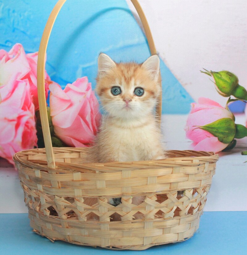 Malvina British Shorthair female, black golden spotted tabby