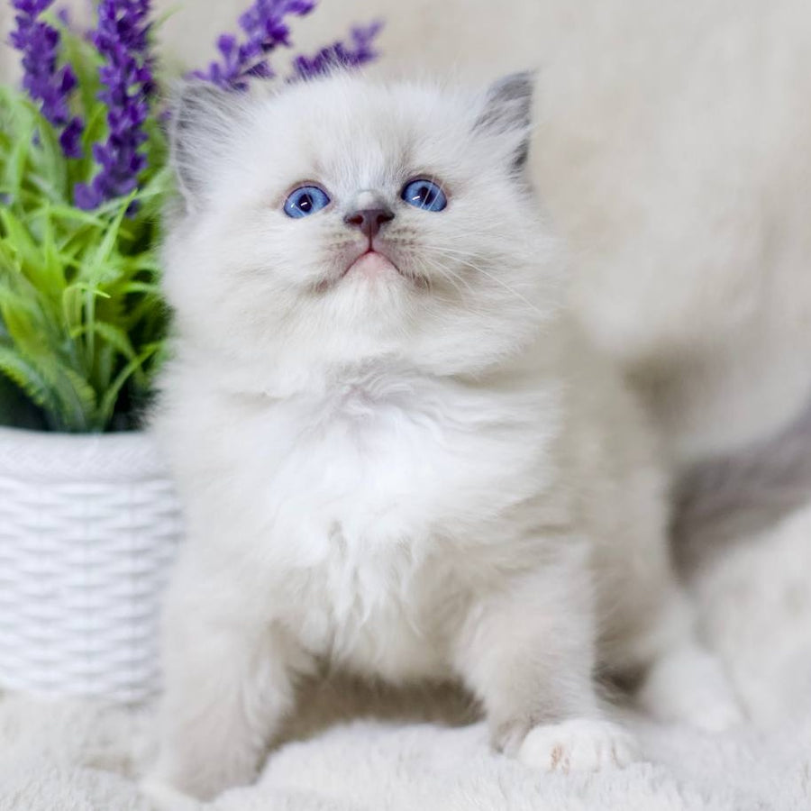 Roddy Ragdoll male, blue mitted