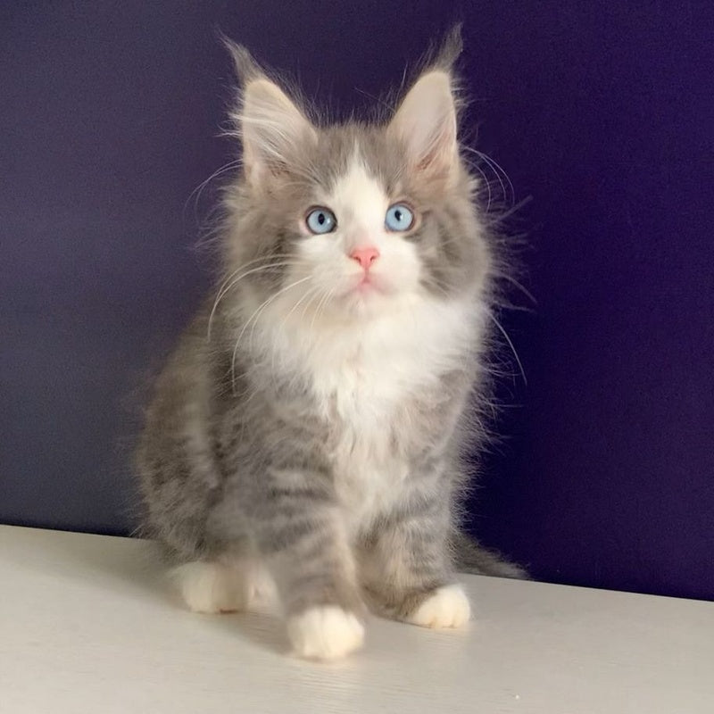 Quinella Maine Coon female, blue bicolour tabby
