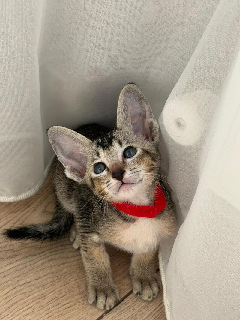 Aveline Oriental Shorthair female black ticked tabby - live animals