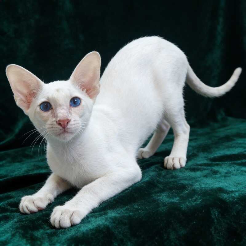 Elton Siamese male, cream tabby