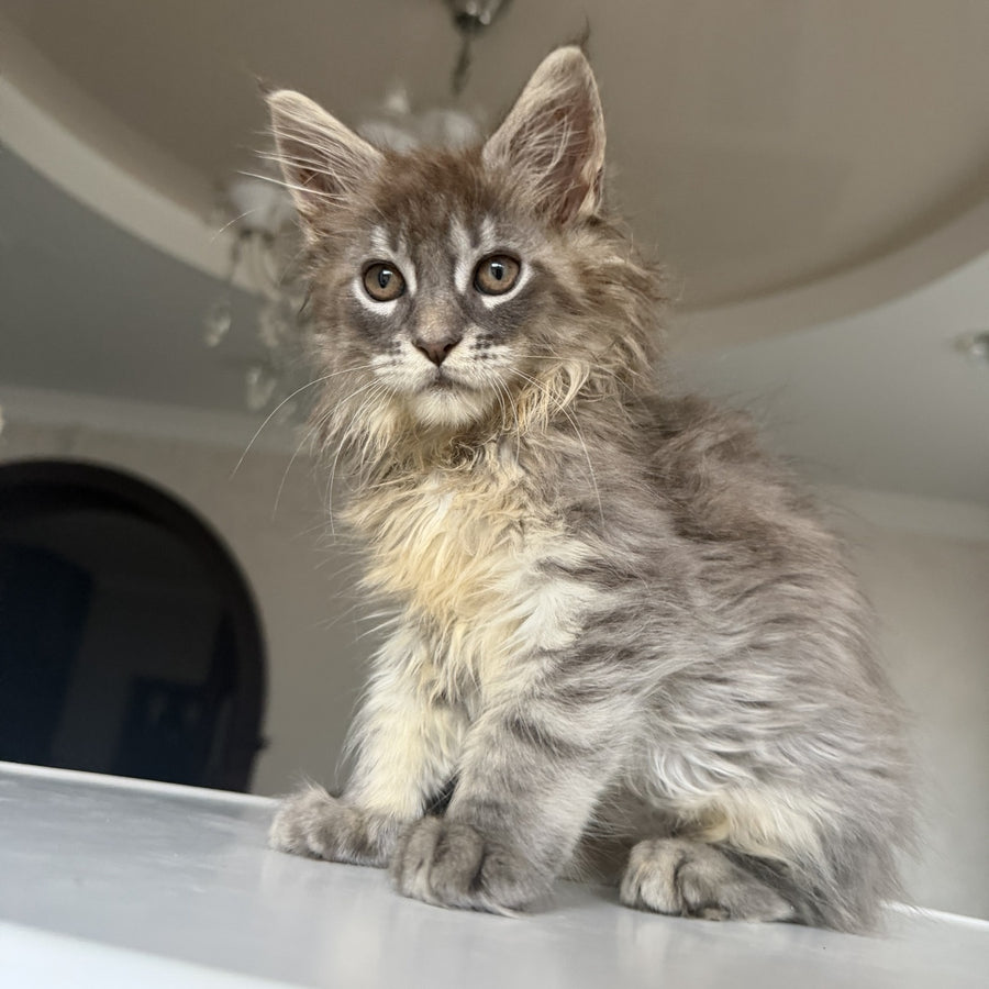Eliot Maine Coon male, blue silver tabby