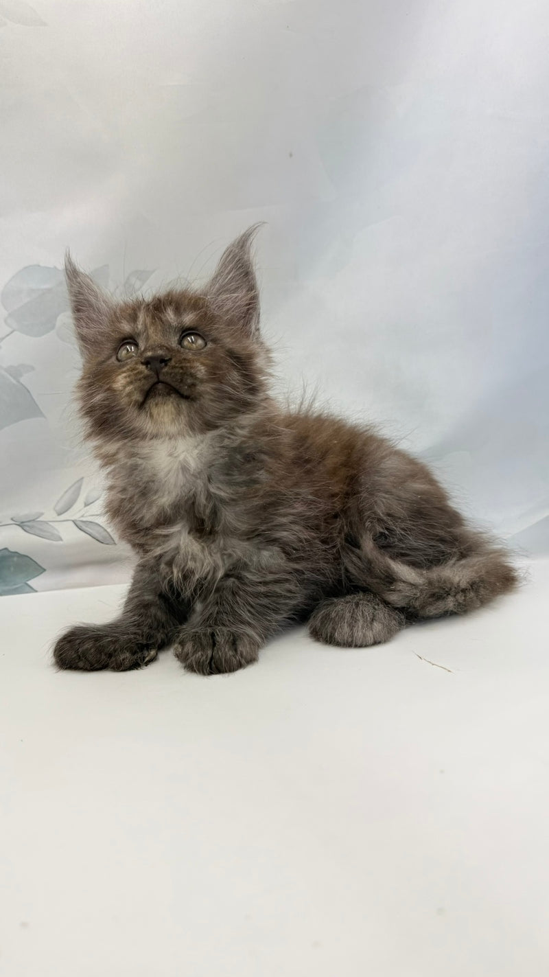 Archibald Maine Coon polydactyl male, black silver