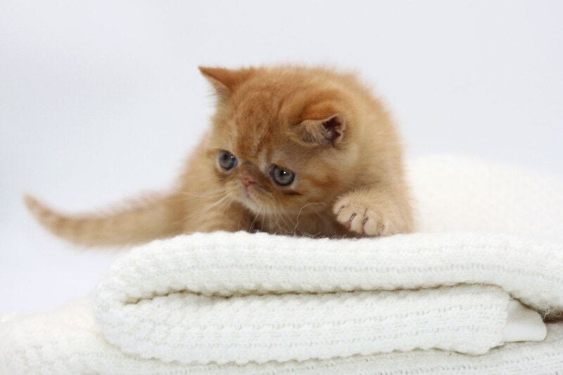 Rokki Exotic male, red spotted tabby