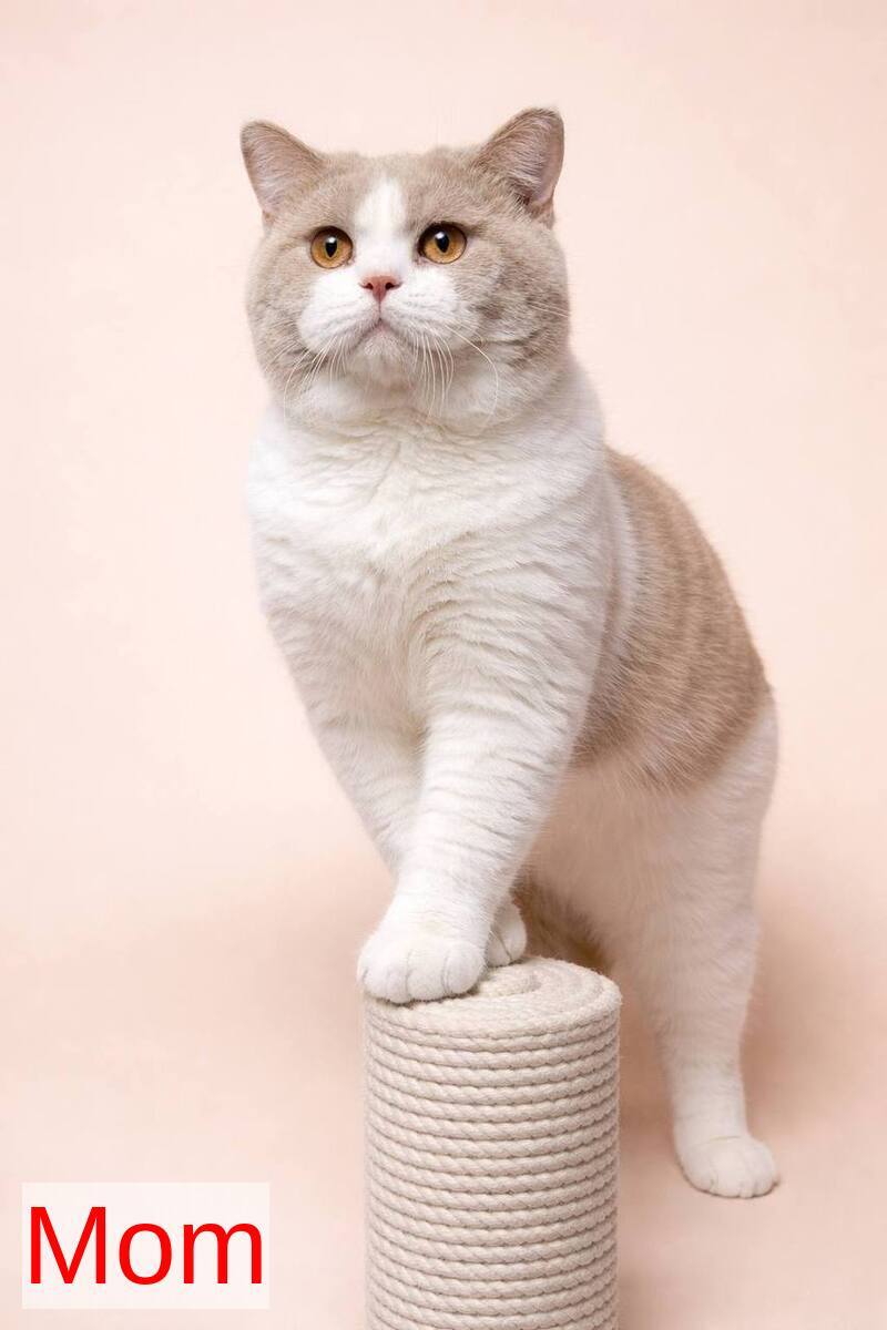 Fendi British Shorthair male, cinnamon