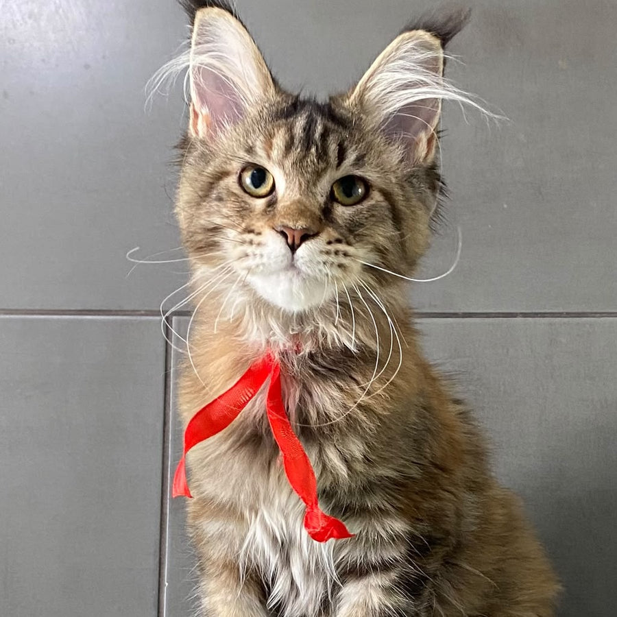 Six Maine Coon female, black tortie tabby
