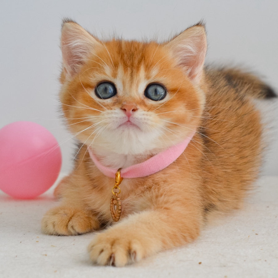 Jane Scottish Straight female, black golden shaded