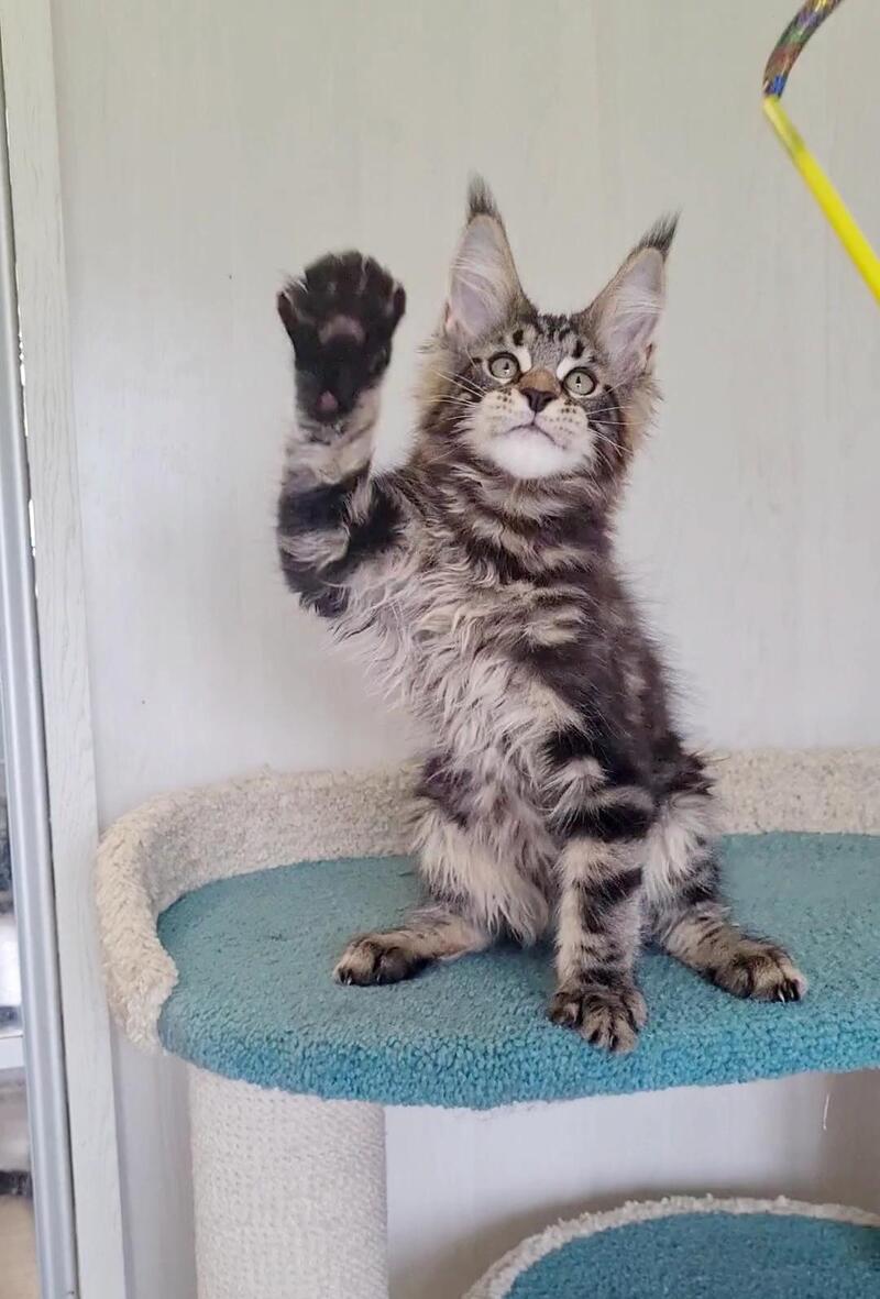 Kevin Maine Coon male, black tabby