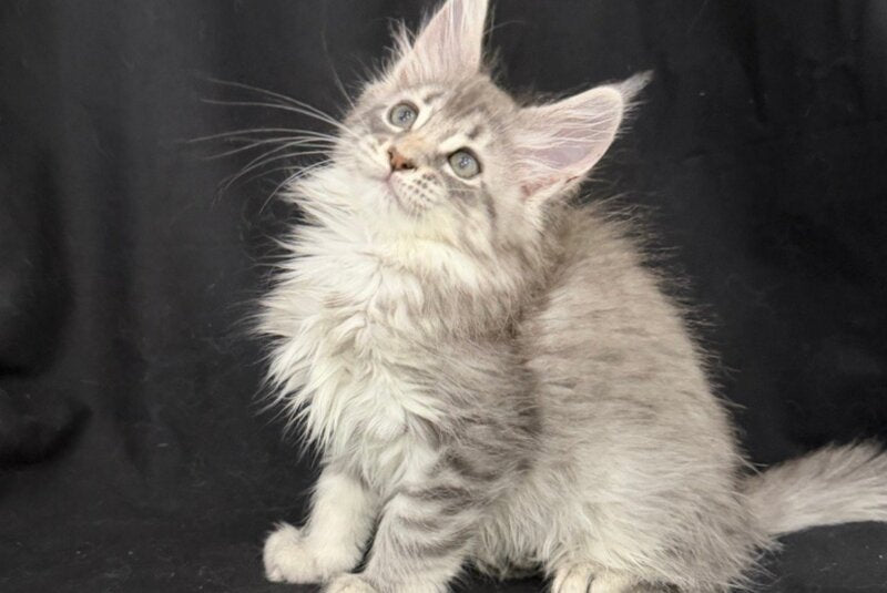 Zelda Maine Coon female, blue silver tabby