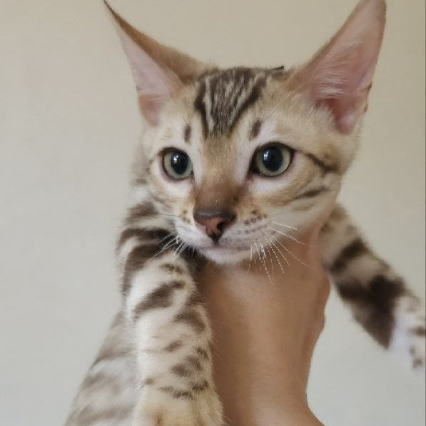 Max Bengal male, seal tabby