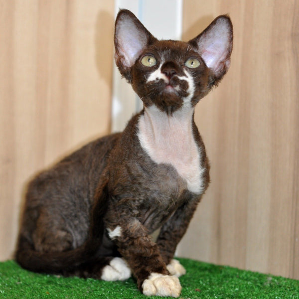 Gavrila Devon Rex male, chocolate bicolour
