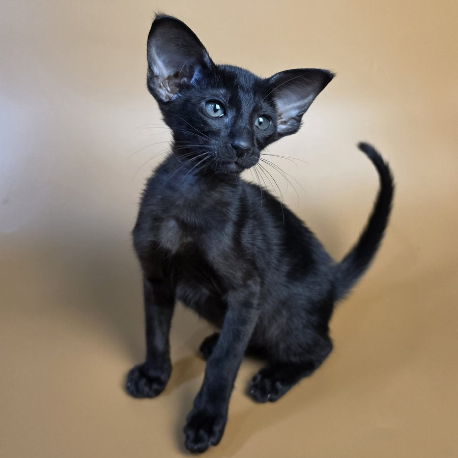 Arya Oriental Shorthair female, black