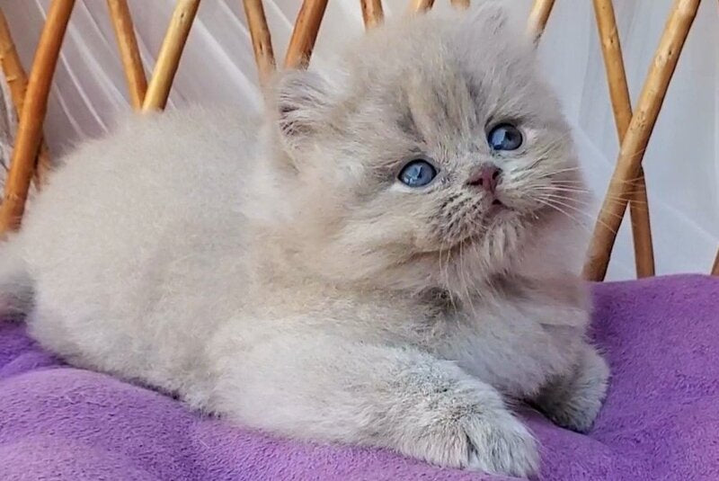 Winona British Longhair female, blue golden ticked tabby