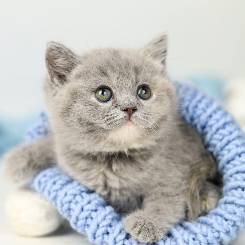 Perseya British Shorthair female, blue tortie