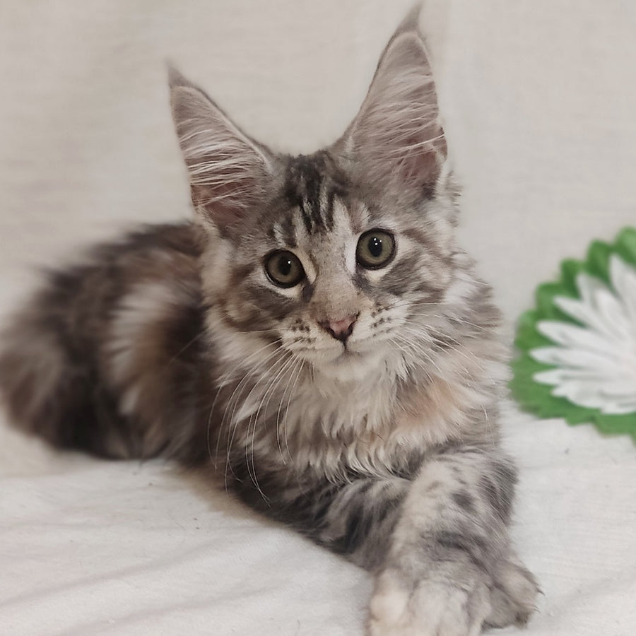 Caramelka Maine Coon female, black tortie silver tabby