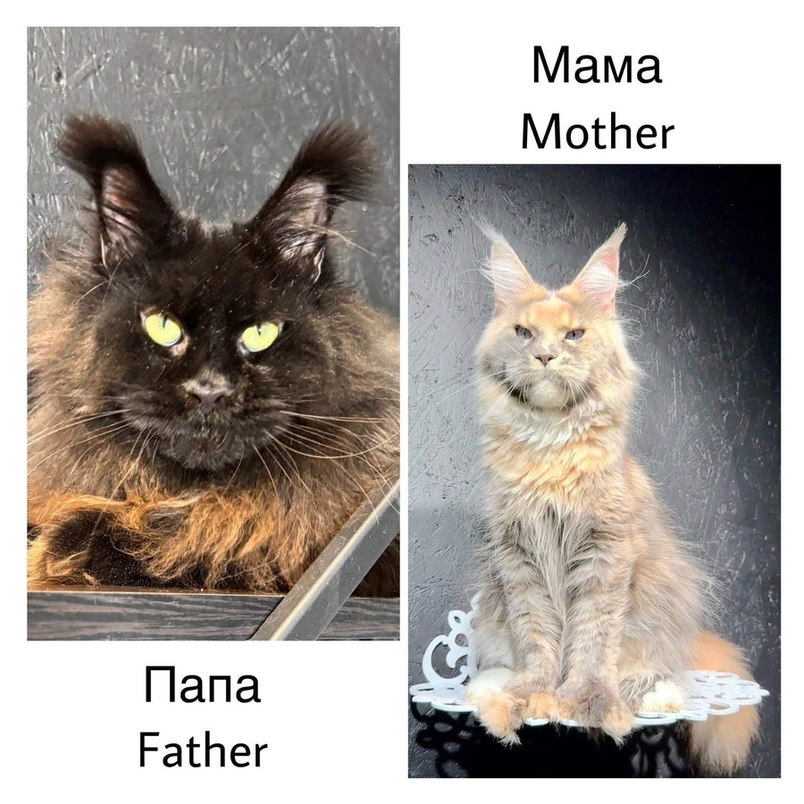 Raskat Maine Coon male, blue