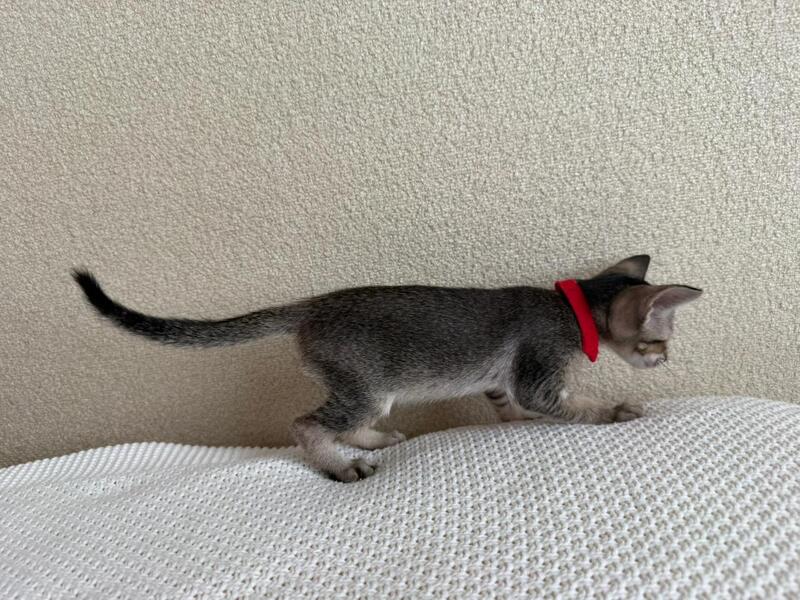 Aveline Oriental Shorthair female black ticked tabby - live animals