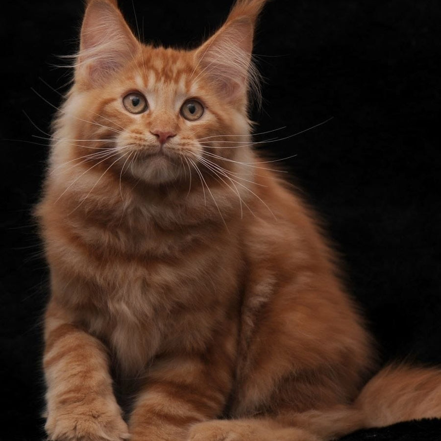 Rony Maine Coon male, red
