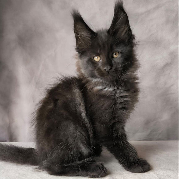 Poseidon Maine Coon male, black