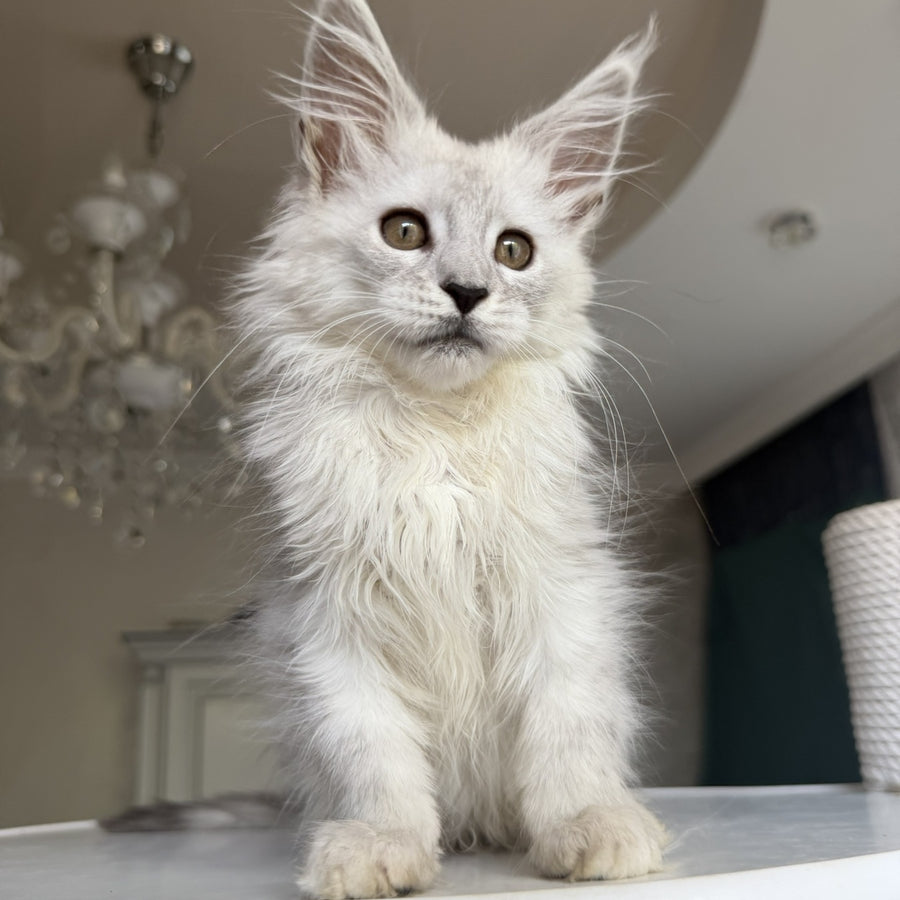 Diora Maine Coon female, black silver shaded