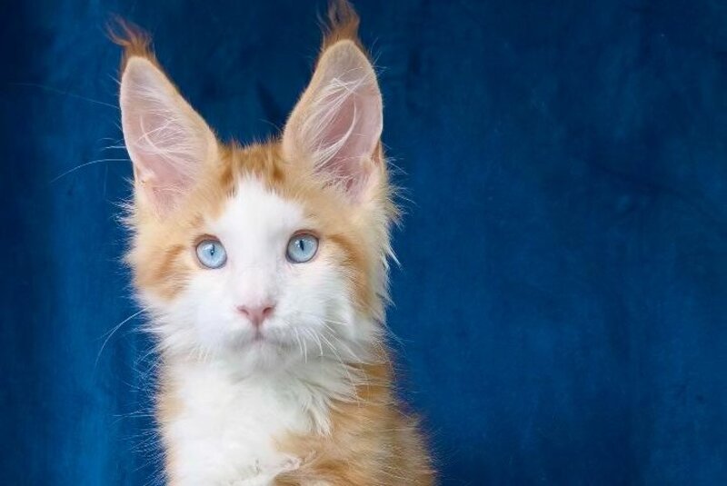 Laky Strike Maine Coon male, red bicolour tabby