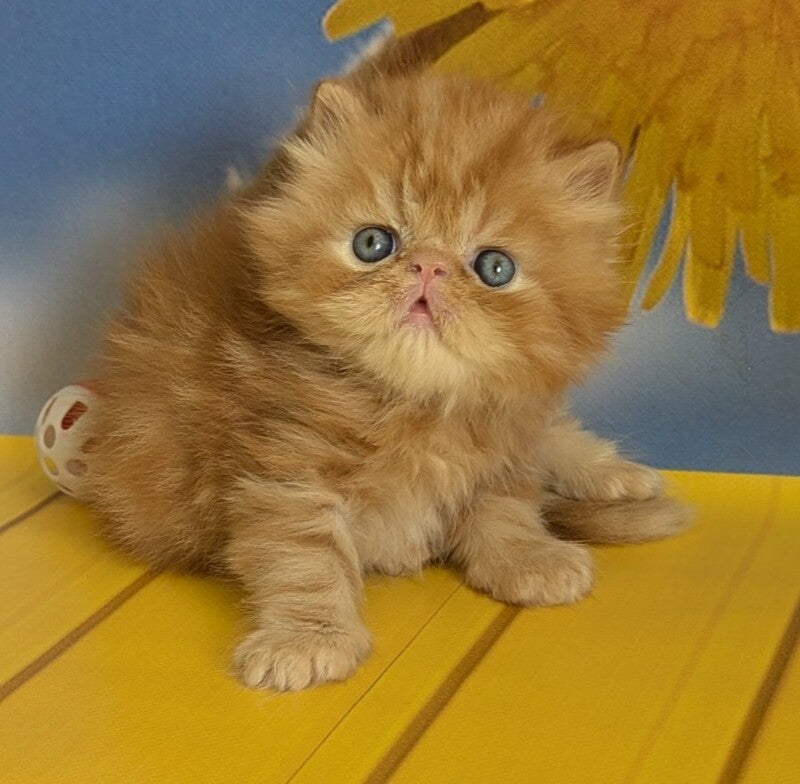 Persey Persian male, red tabby