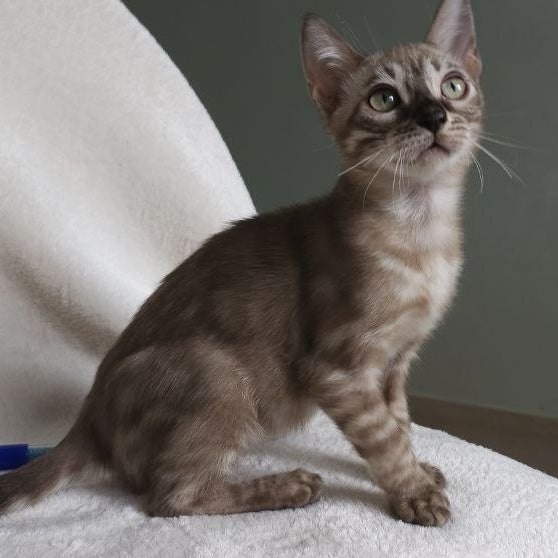Lika Bengal female, black pointed spotted tabby