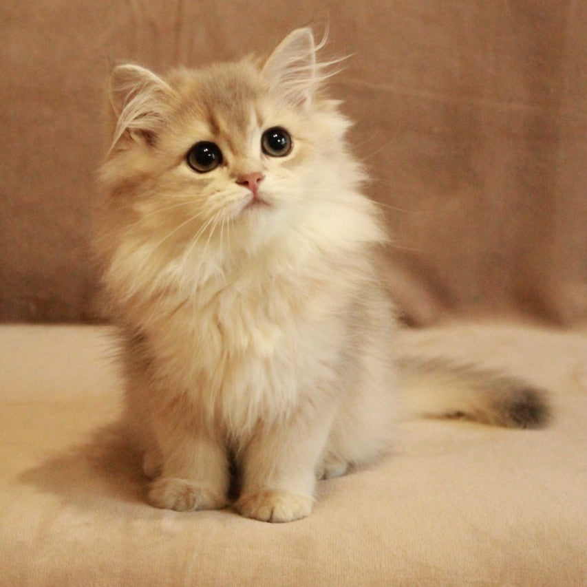 Olivia British Longhair female, blue golden shaded