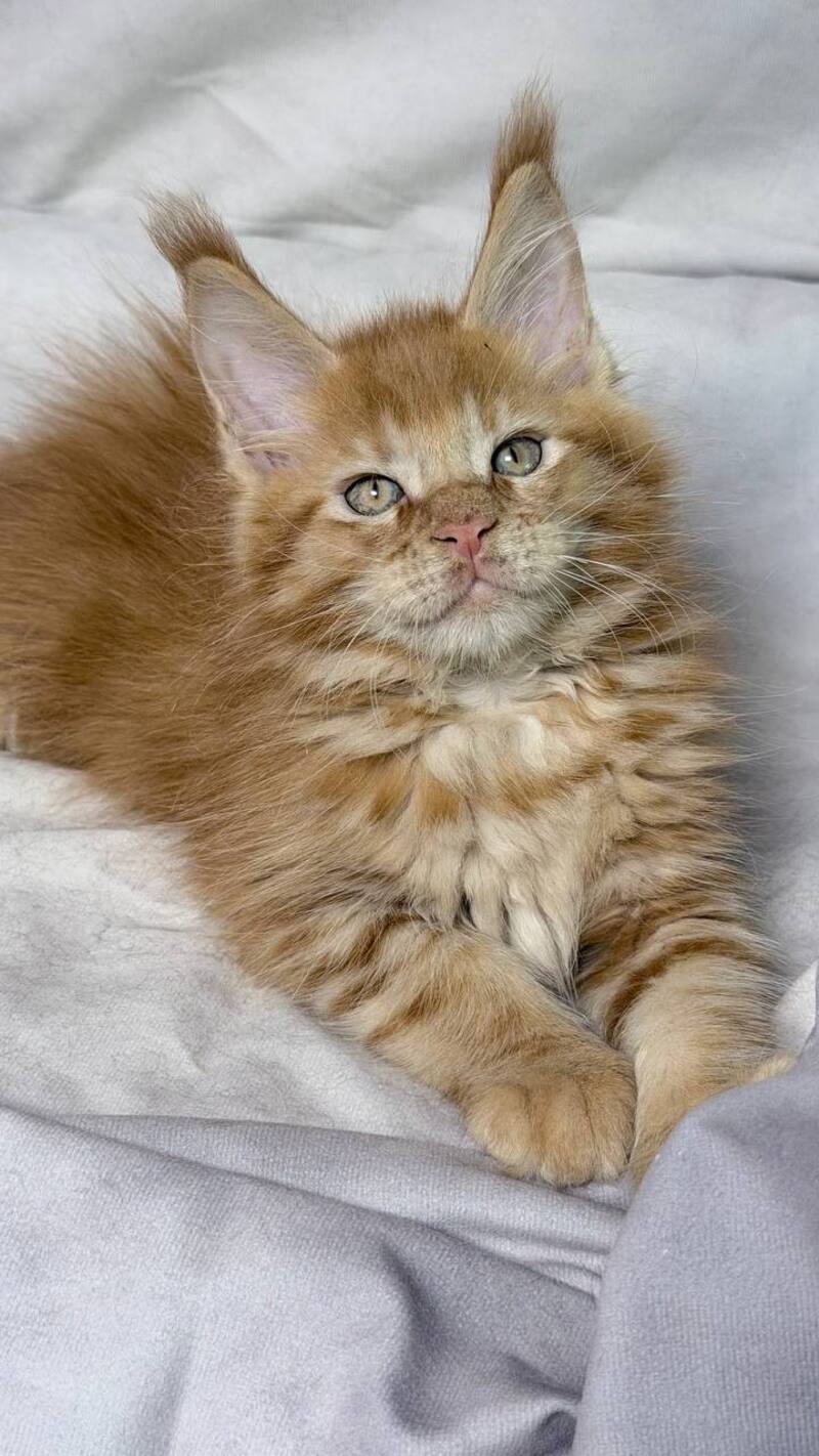 Hermes Maine Coon male, red