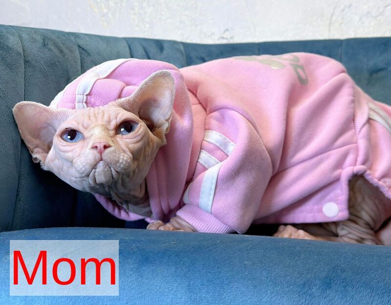 Sultan Canadian Sphynx male red tabby - live animals
