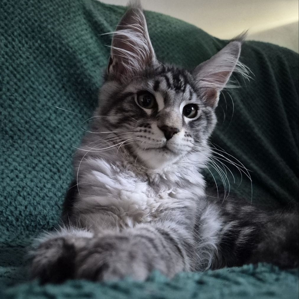 Kohinoor Maine Coon male, black silver tabby