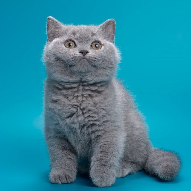 Roci British Shorthair male, blue