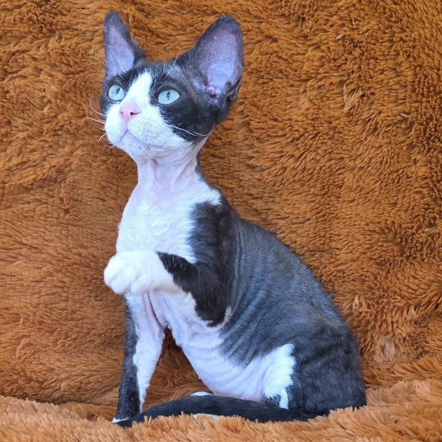 Ulya Devon Rex female, black bicolour
