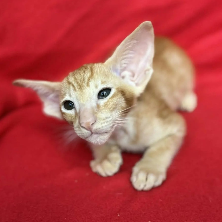 Zlatan Oriental Shorthair male, red spotted tabby