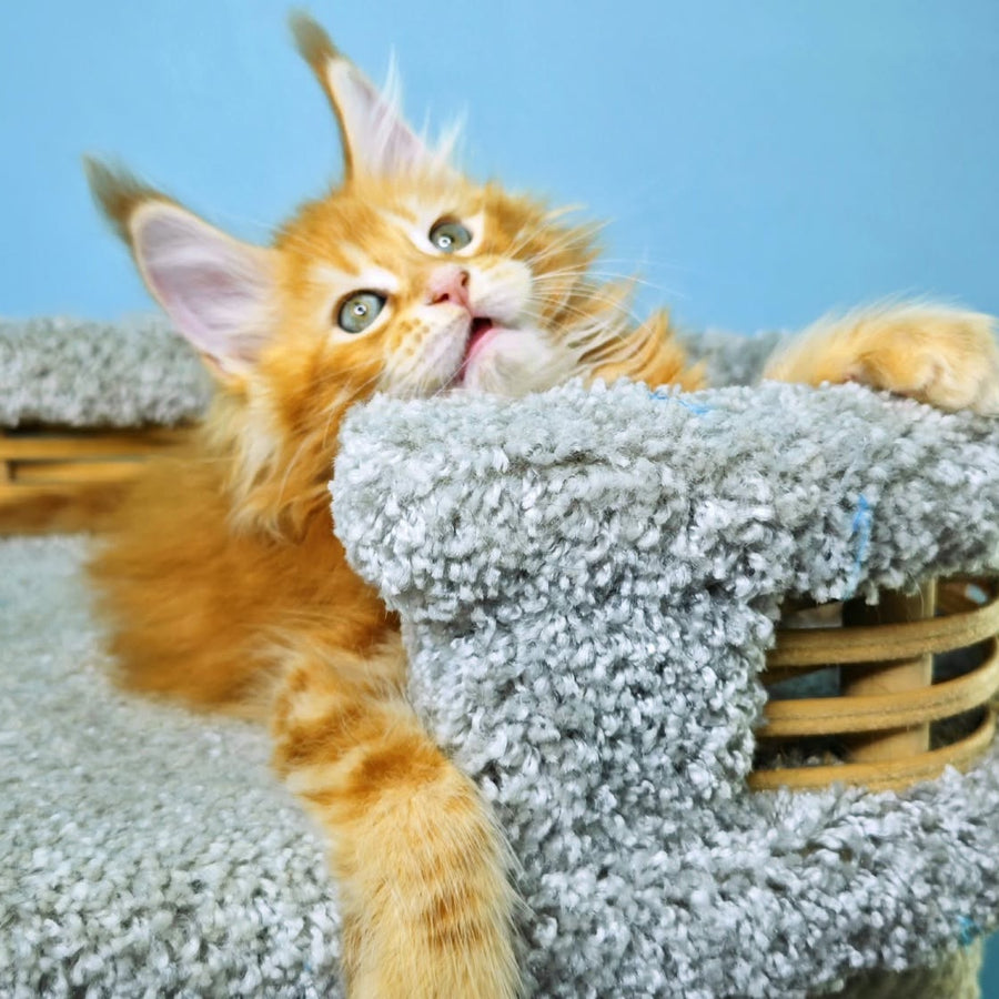 Hurrem Maine Coon female, red tabby