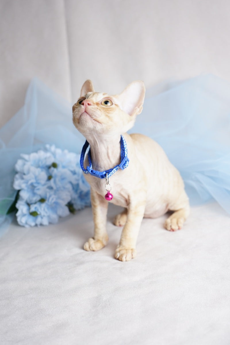 Leo Devon Rex male red - live animals