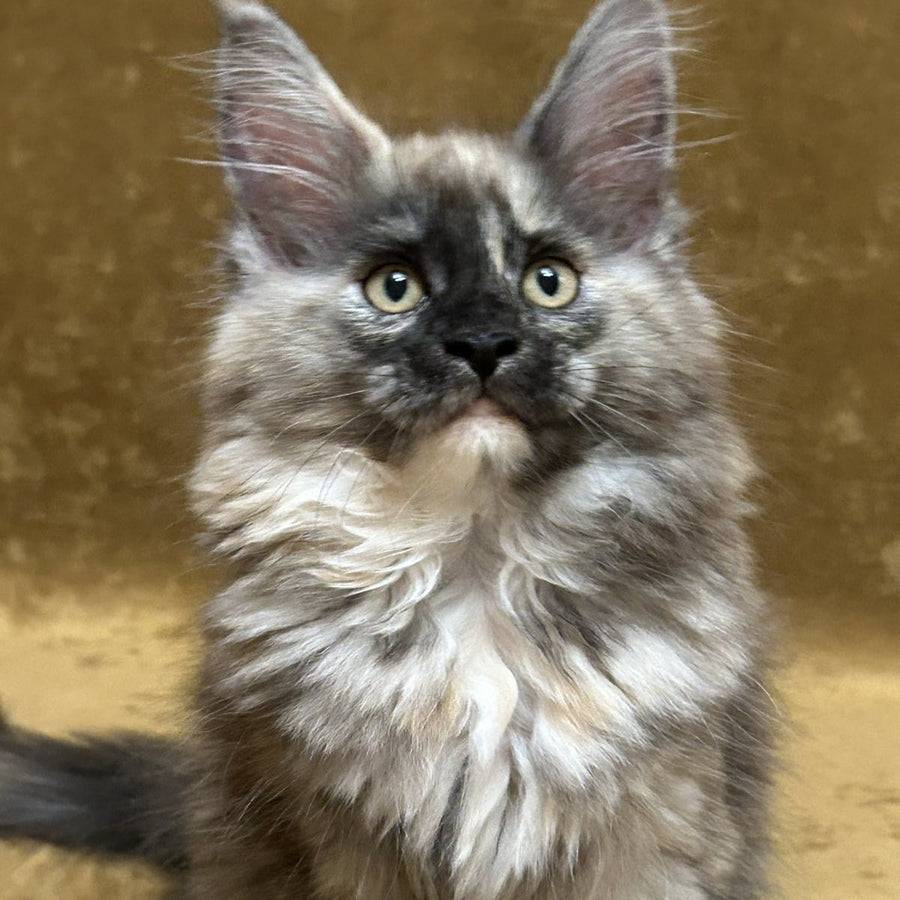 Roxy Maine Coon female, black tortie silver