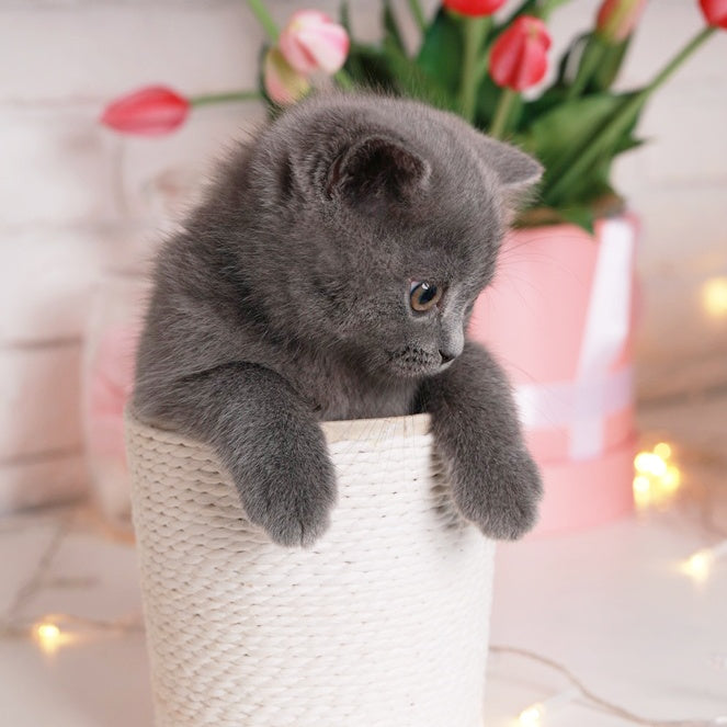 Alan British Shorthair male, blue