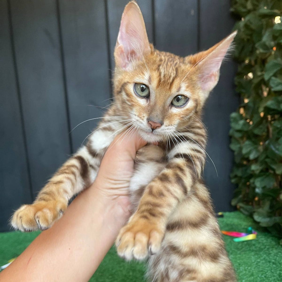 Wulfric Toyger male, black tabby