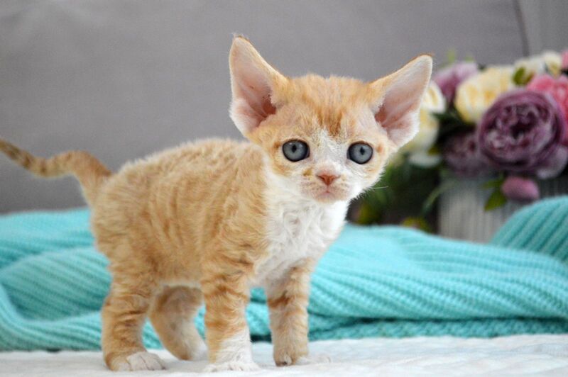 Dave Devon Rex male red bicolour live animals