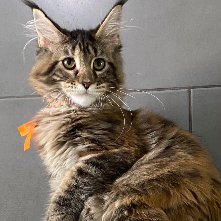 Eight Maine Coon female, black tortie tabby