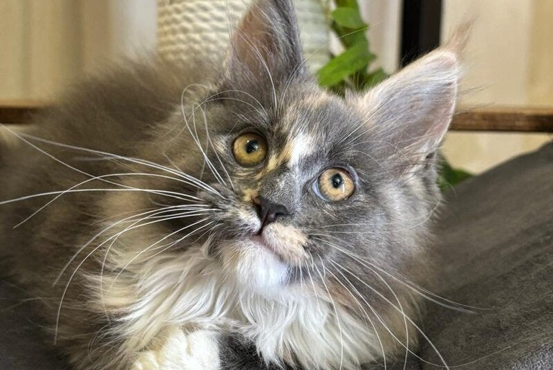 Gloria Maine Coon female, blue tortie bicolour