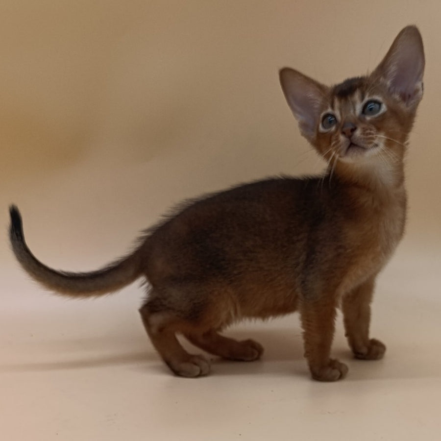 Mikkel Abyssinian male, black
