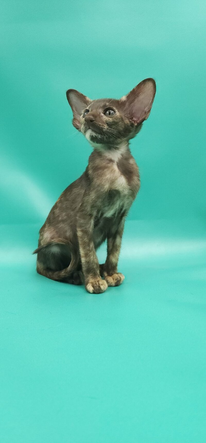 Sayuri Oriental Shorthair female, chocolate tortie