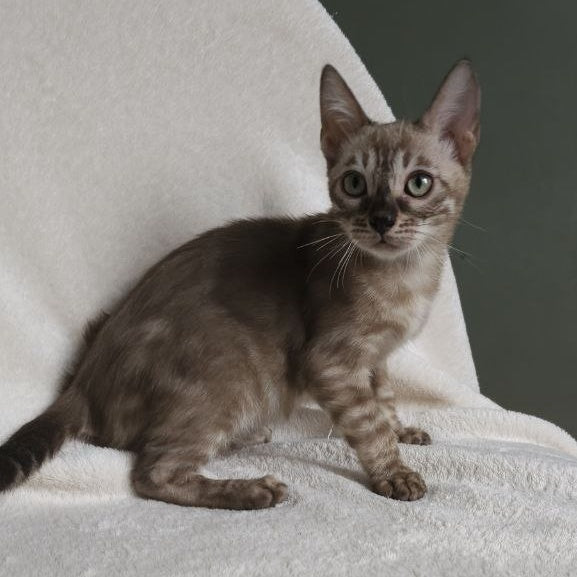Lika Bengal female, black pointed spotted tabby