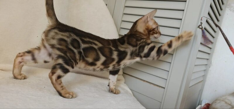Тamerlan Bengal male black spotted tabby - live animals