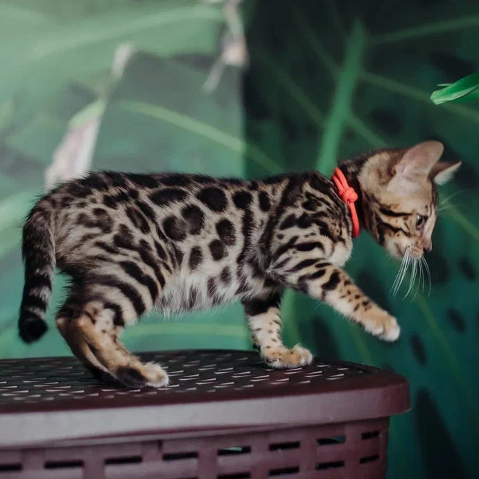 Flora Bengal female, black spotted tabby