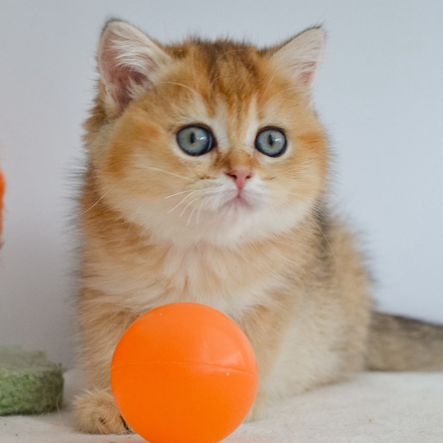 Julie Scottish Straight female, black golden ticked tabby