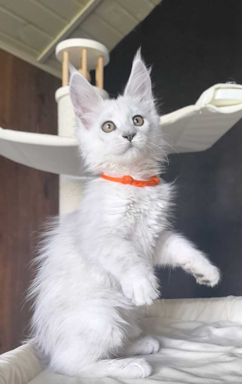Ulina Maine Coon female, black silver shaded